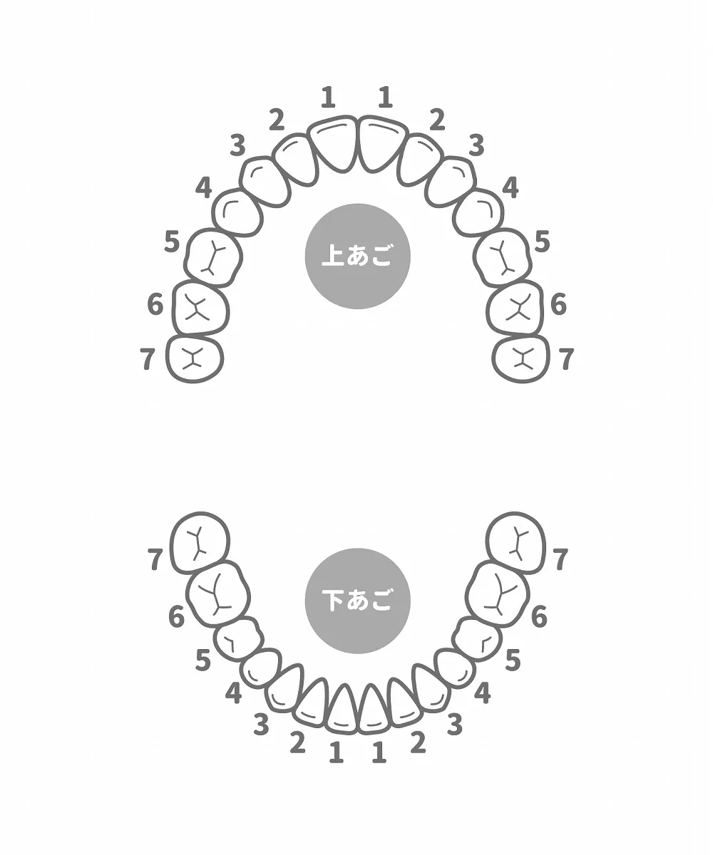 保険適用となる歯について